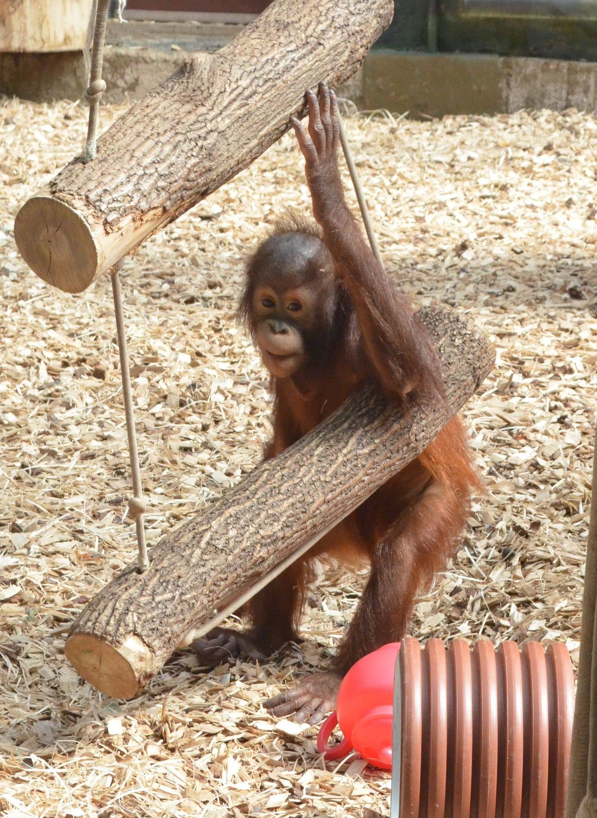 Tessa je hravá orangutanka.