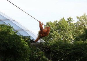 Z výběhu v pražské zoo utekli orangutani.