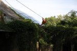 Z výběhu v pražské zoo utekli orangutani.