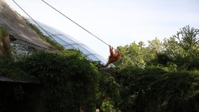 Poplach v pražské zoo: Z výběhu utekli orangutani