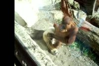 Netradiční opičí sex: Orangutan s gibonem!