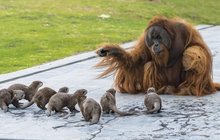V belgické zoo žijí orangutani s vydrami: Nejdůležitější je mít kámoše!