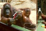 Mysleli jste si, že zvířata Vánoce nijak nepoznamenají? Tak jste na omylu! Orangutanka Žaneta si uklidila úplně sama.