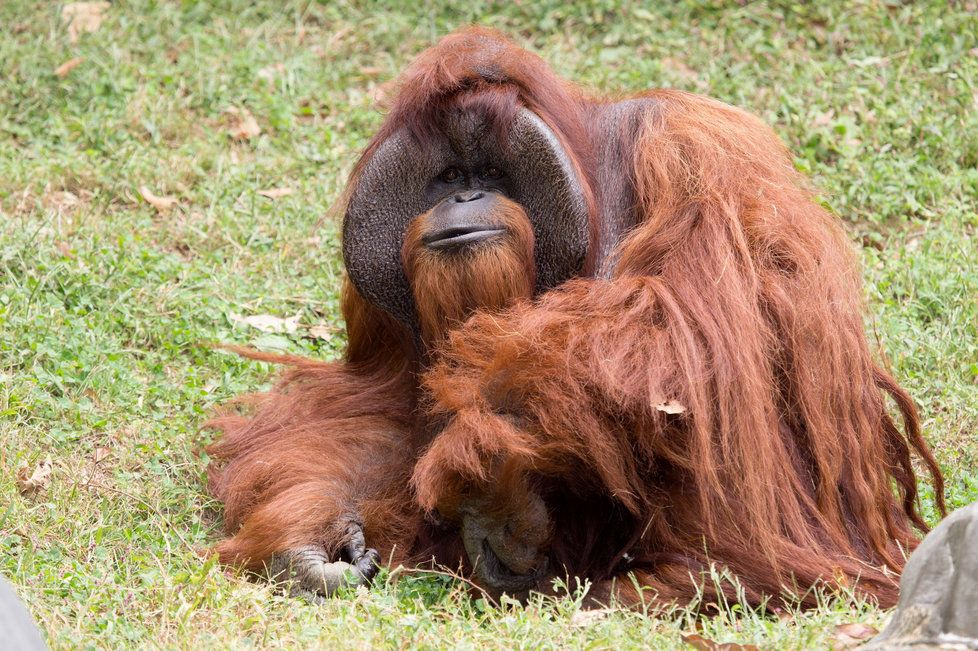 Ve věku 39 let zemřel orangutan, který ovládal znakovou řeč