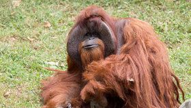 Ve věku 39 let zemřel orangutan, který ovládal znakovou řeč.