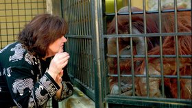 Tento jeden z nejstarších orangutanů v severoamerických zoo se narodil v regionálním výzkumném středisku primátů Yerkes v Atlantě.