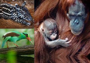 Samec orangutana, který se v pražské zoo narodil 17. listopadu, dostal jméno Pustakawan. Zoo se také pochlubila dalšími vzácnými přírůstky. 