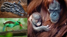 Samec orangutana, který se v pražské zoo narodil 17. listopadu, dostal jméno Pustakawan. Zoo se také pochlubila dalšími vzácnými přírůstky. 