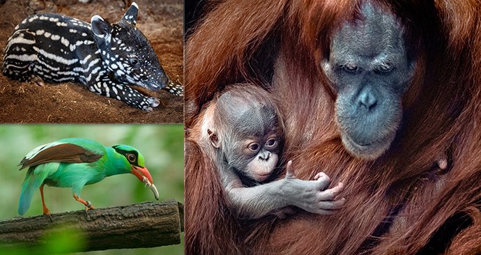 Samec orangutana, který se v pražské zoo narodil 17. listopadu, dostal jméno Pustakawan. Zoo se také pochlubila dalšími vzácnými přírůstky.