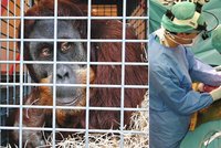 Smutek v pražské zoo: Orangutan Padang (†15) nepřežil operaci!
