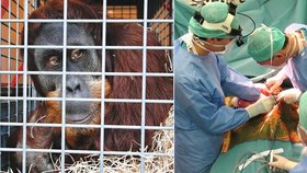 Orangutan Padang po operaci břicha zkolaboval a k ránu zemřel.