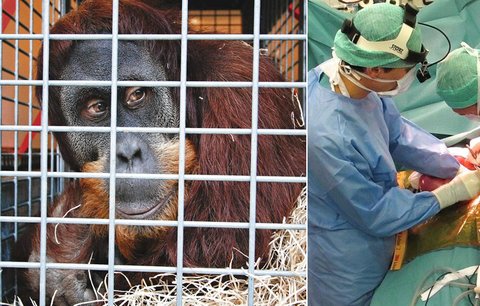 Smutek v pražské zoo: Orangutan Padang (†15) nepřežil operaci!