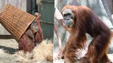 Mají spolu mít mláďata, zatím si jen hrají: Orangutaní schovávaná