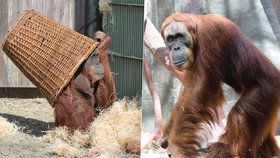 Orangutaní schovávaná v zoo