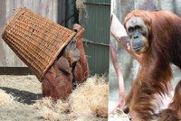 Mají spolu mít mláďata, zatím si jen hrají: Orangutaní schovávaná