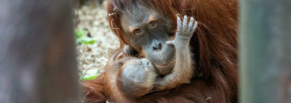 Baby orangutan! V pražské zoo se narodilo další lidoopí miminko