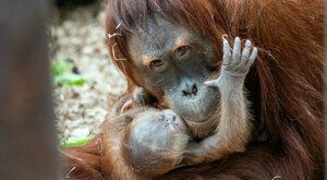 Baby orangutan! V pražské zoo se narodilo další lidoopí miminko