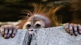 Zvědavá orangutaní slečna Diri na průzkumné cestě: Poprvé venku!
