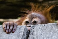 Zvědavá orangutaní slečna Diri na průzkumné cestě: Poprvé venku!