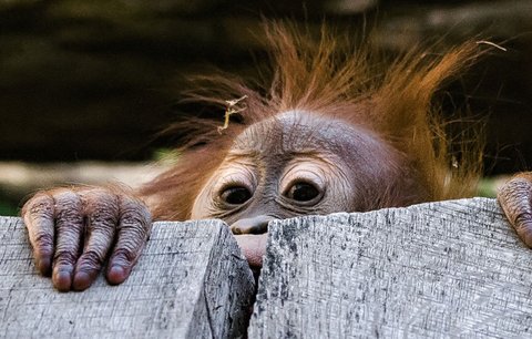 Zvědavá orangutaní slečna Diri na průzkumné cestě: Poprvé venku!