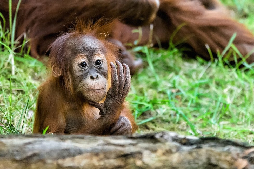 Dospělý orangutan váží až 90 kilo a dorůstá do délky 1,5 metru. Diri má tedy ještě co dohánět…