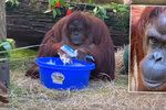 Orangutan si na videu myje ruce.