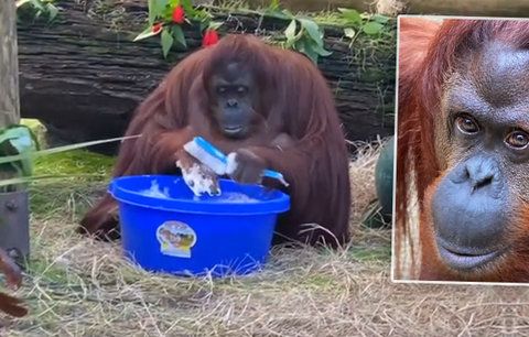 Orangutan si na videu myje ruce: Umí to líp než vy?