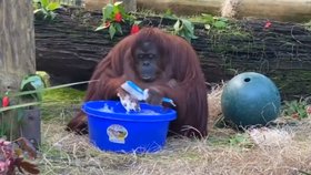 Orangutan si na videu myje ruce.