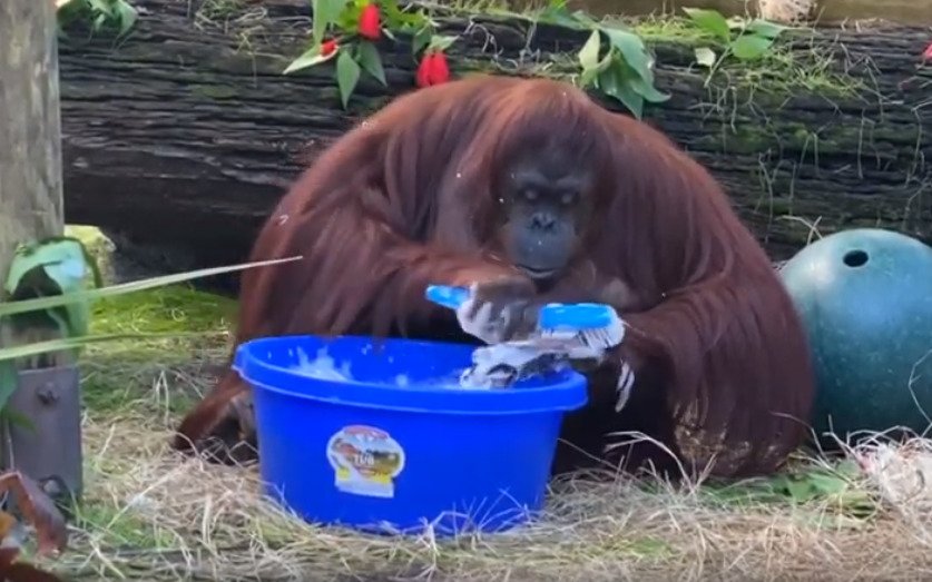 Orangutan si na videu myje ruce: A dělá to líp než vy! 