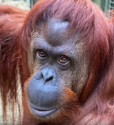 Orangutanka Sandra je prostě sympaťanda od pohledu!