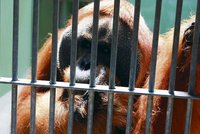 Orangutan Kama: Je mi 37 a mám deprese