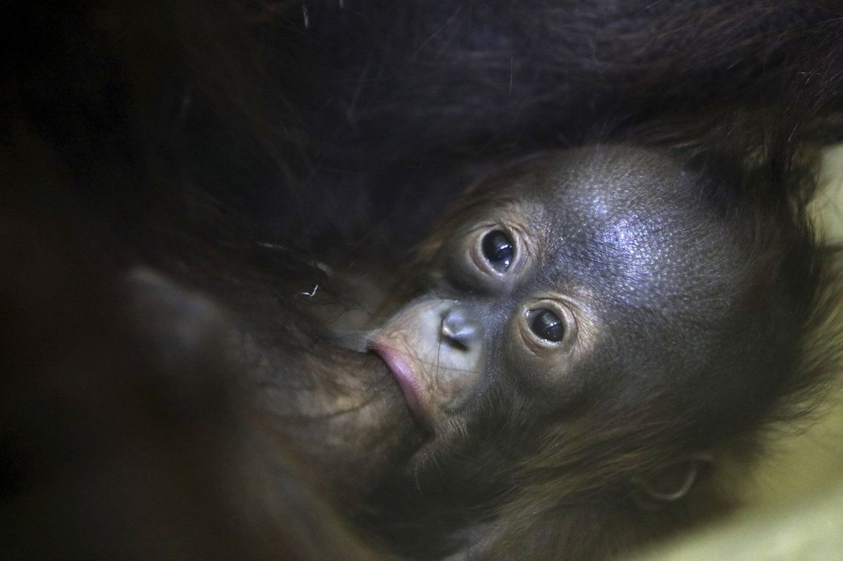 Proč orangutaní prcek uhynul, ukáže pitva.