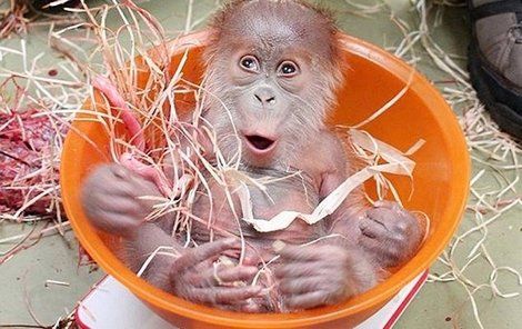 Orangutánek se umí neuvěřitelně tlemit.
