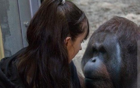 Vilný orangutan se přes sklo sápe na Hollie, přítelkyni britského vědce.