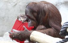 Orangutanní škola aneb Gempa (9) učí Diri (1): Takhle pije opice!