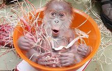 Tak roztomilý a tak opuštěný orangutánek: Kruci, proč mě ta máma nechce?