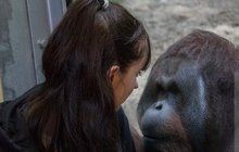 Donchuán z britské zoo! Orangutan »krade« chlapům přítelkyně!