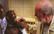 Slavný orangutaní pár známý z filmu Dva lidi v zoo: Ňuňák s Ňuninkou přišli o mládě!