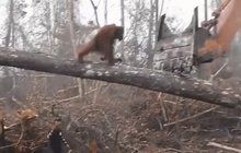 Orangutan vs. lesnický bagr: To je můj strom!