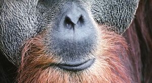 Masožraví orangutani: Jsou primáti krvelačné šelmy?