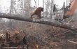 Orangutan přibíhá po padlém kmeni...