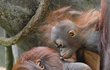 Orangutan. PROKÁZÁNO: Stejně jako lidé mají samice opic velmi vřelý vztah ke svým potomkům. Mimochodem, vědci také prokázali, že »mimina« opic se smějí podobně jako ta lidská.