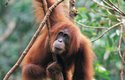 Plně dospělý samec sumaterského orangutana dává přednost samotářskému způsobu života, zatímco samice a mladší jedinci se často sdružují do skupin