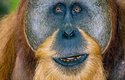 Plně dospělý samec sumaterského orangutana dává přednost samotářskému způsobu života