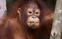 Mláďata orangutanů se osamostatňují až v sedmi letech, přičemž první tři roky je matka kojí. Další mládě může mít, až když jsou předchozímu nejméně čtyři roky a je odstavené