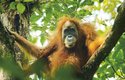 Orangutany tapanulské kromě jiného ohrožuje plánovaná výstavba hydroelektrárn