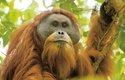 Hlasité volání samců dosahuje větších výšek než volání samců orangutanů sumaterských 