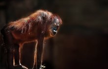 Vědci prokázali: S opicemi máme 97 % genů stejných!