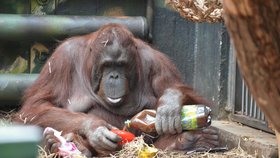 Den matek nejplodnější orangutaní samice v Česku náležitě oslavila. Dobrý oběd zapila "šálkem" čaje, který si sama dokázala nalít.