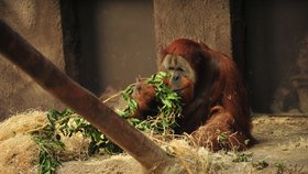 Orangutani v Pražské zoo